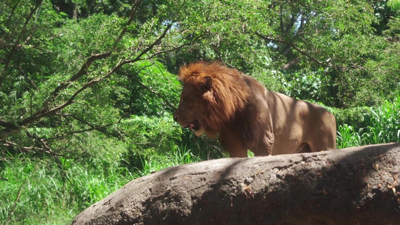 The Barbary lion