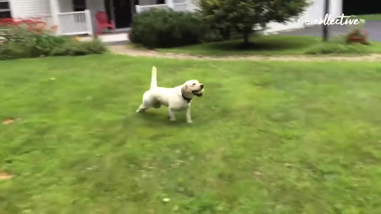 funny dog video 30 min