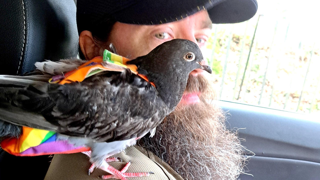 Must See! Rescued Pigeon Becomes ‘Part of the Flock’ Freely Flying Around Family Home and Going for Walks