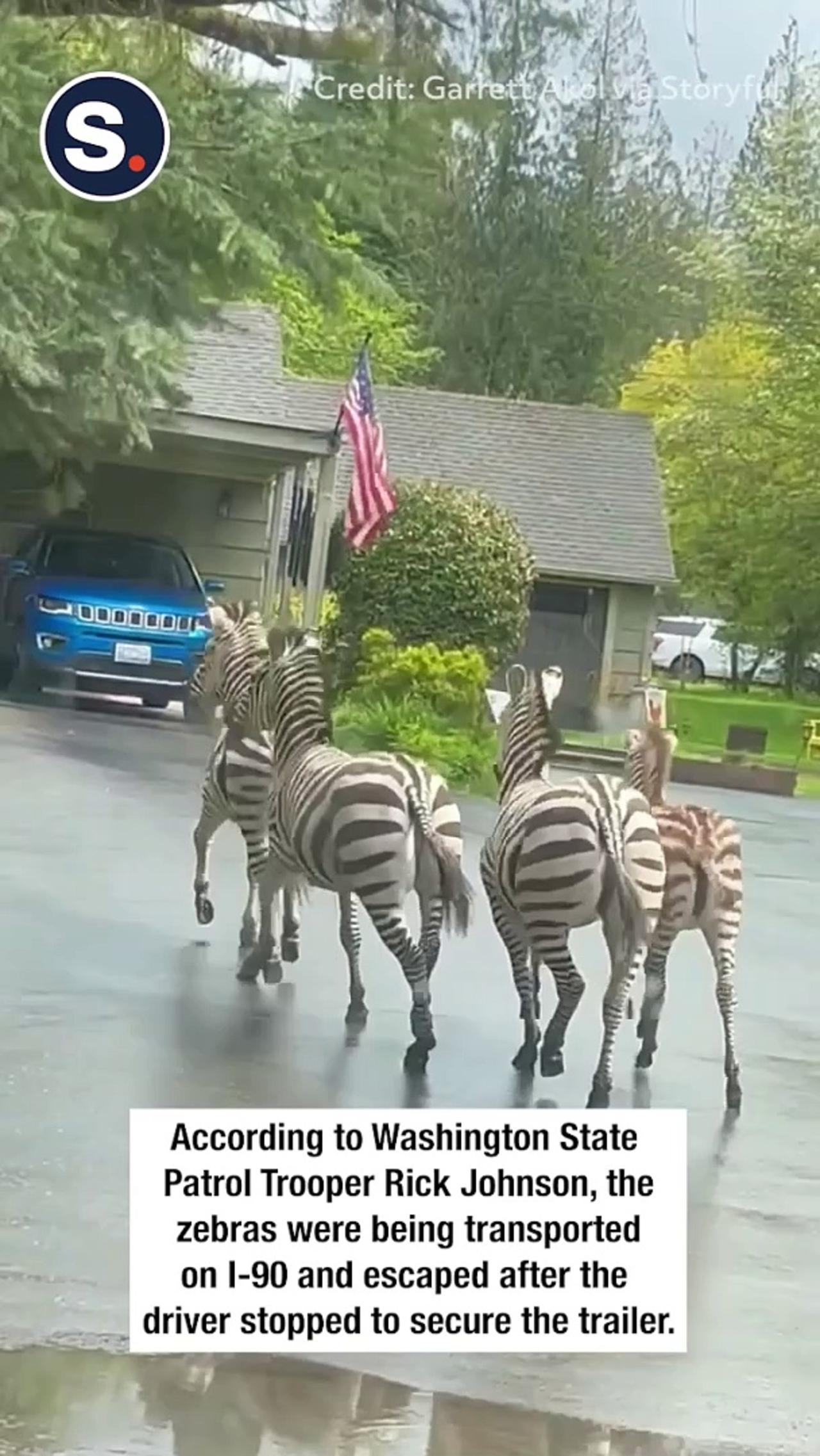 Zebras Run Wild in Washington State