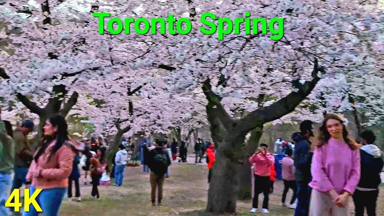 【4K】🌸 Cherry Blossom 🌸 Full Bloom Toronto Canada 🇨🇦