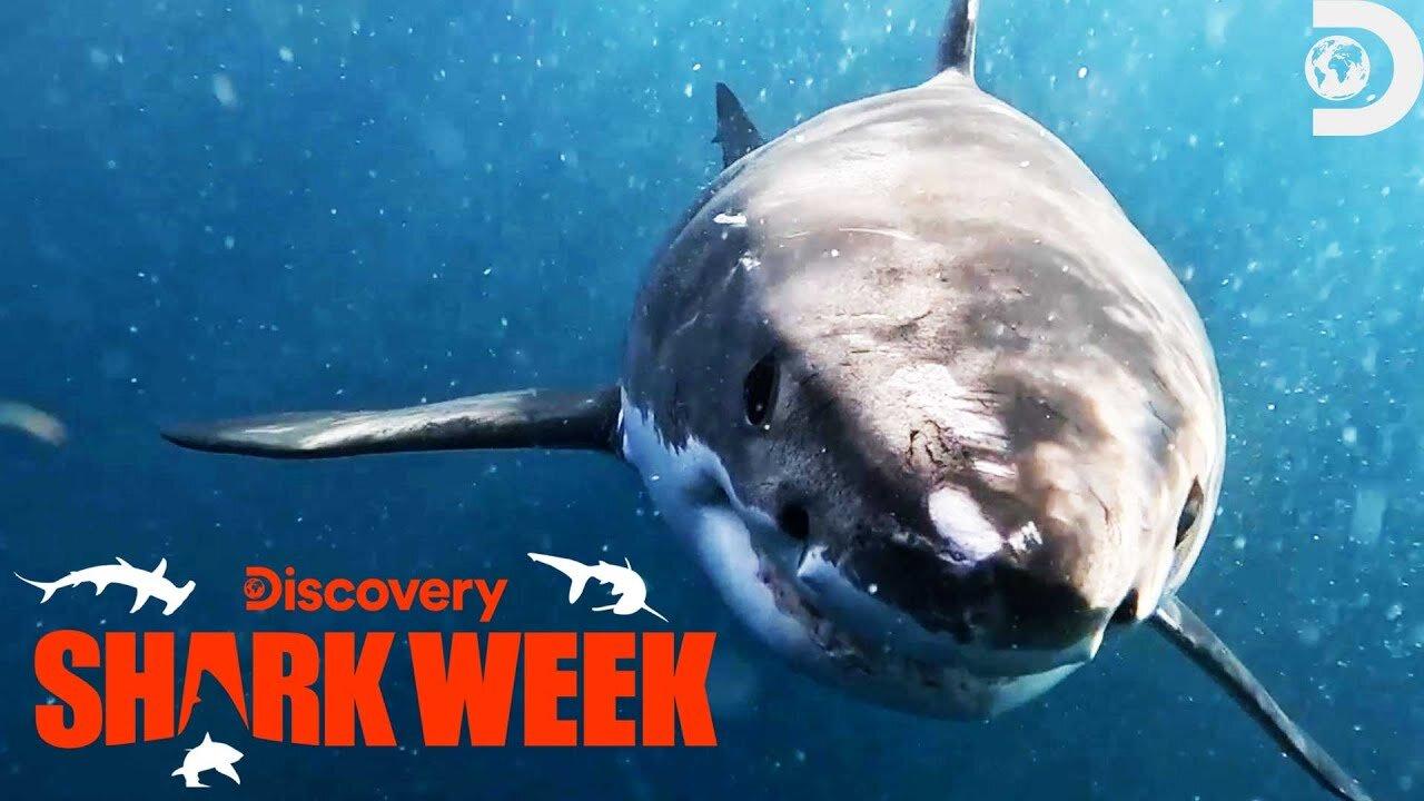 Witness Andy Chasing a Shark Breach in New Zealand  Shark Week 2023