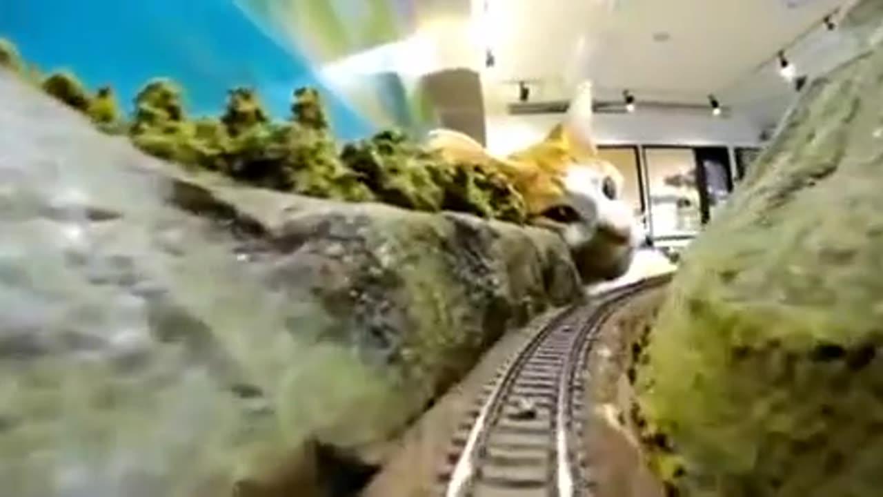 The cat and the train