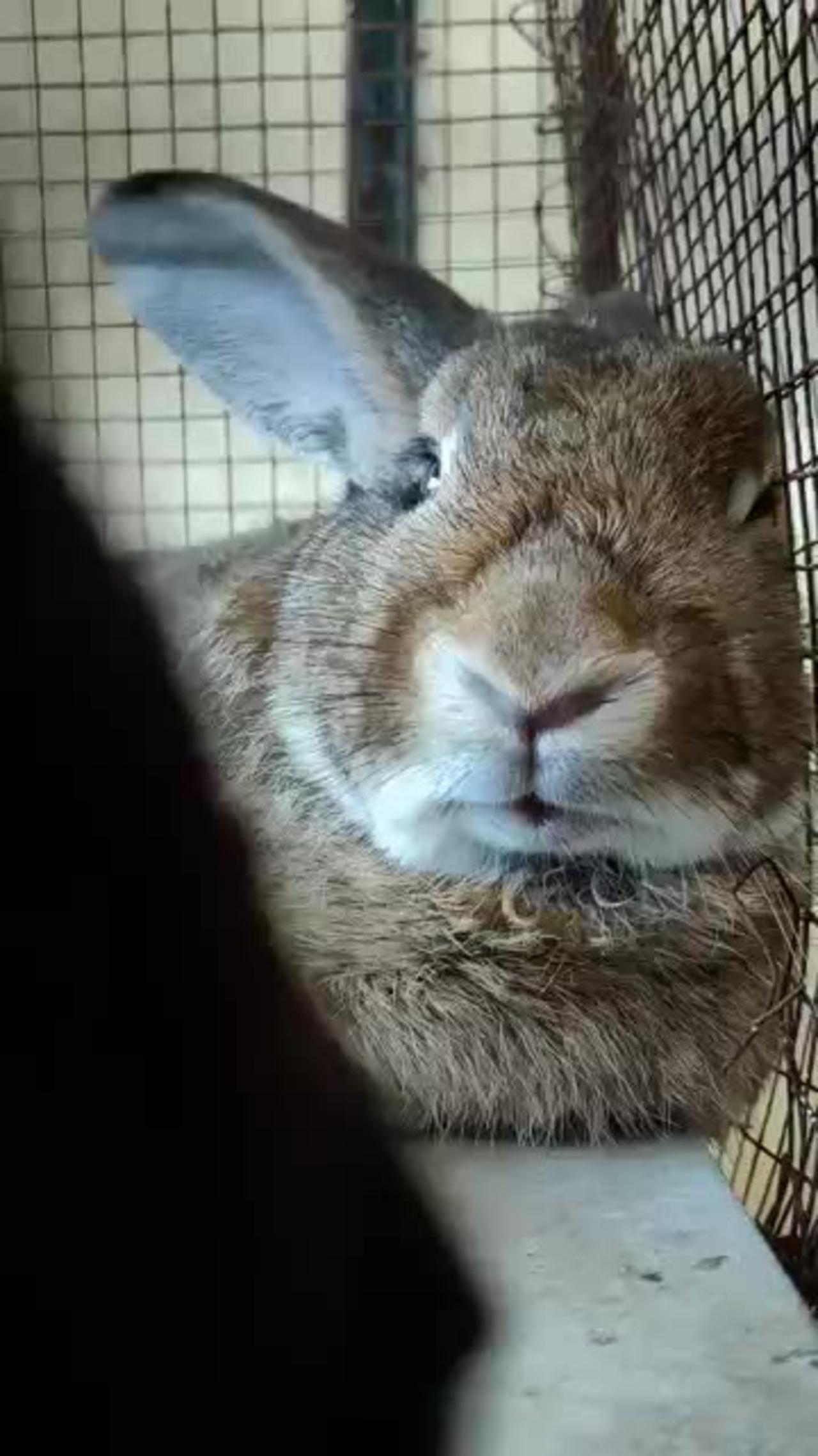 #bunny #rabbit #bunnyoftheday #rabbitoftheday #cuteanimals_2