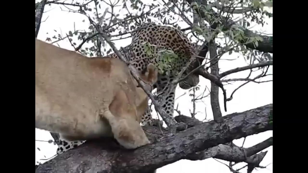 Lioness vs Leopard in Tree- Hyenas Await Below!