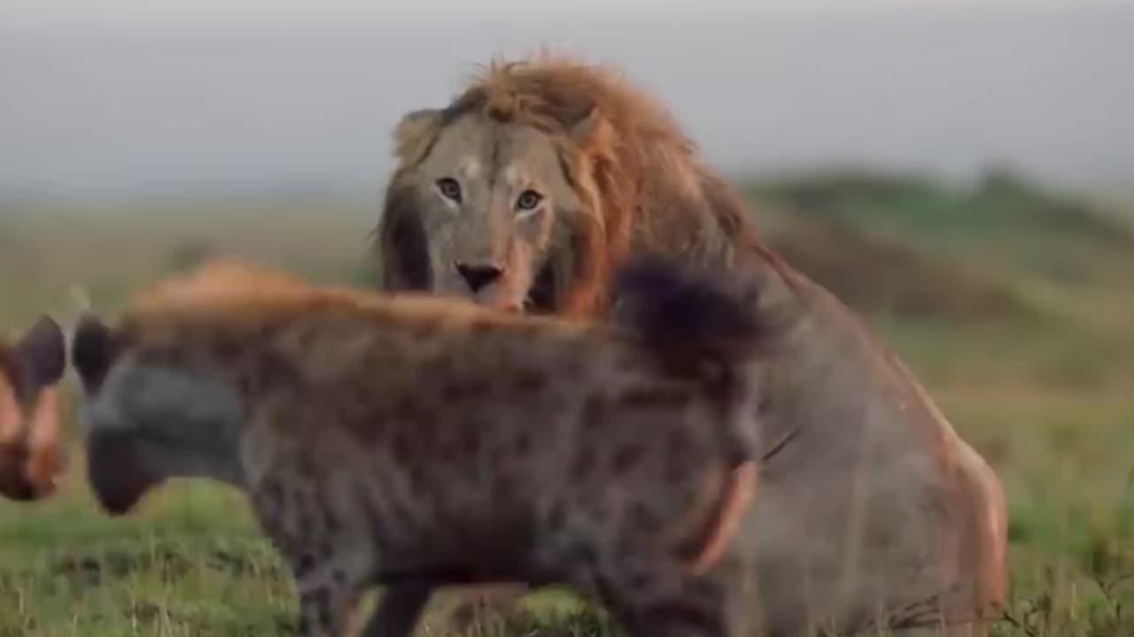 Lion attacked by clan of hyenas | Hilarious Animal | Animal live | Funny Animal
