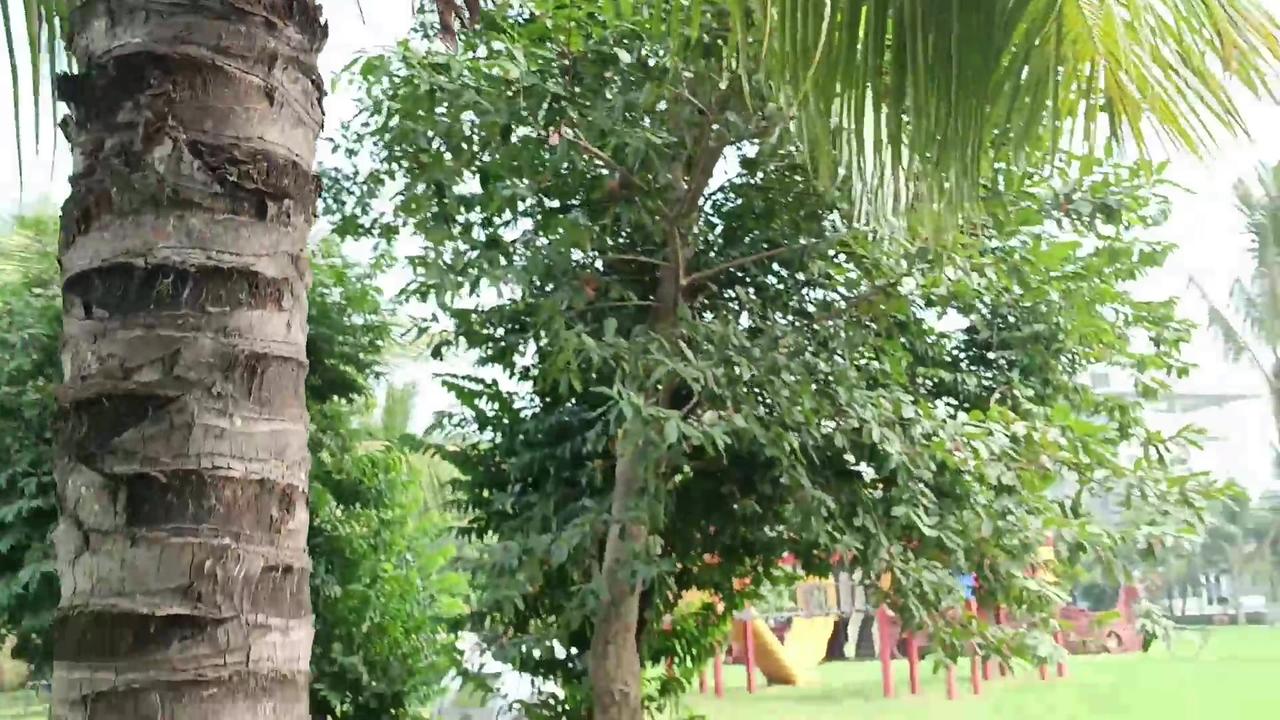 A coconut tree.