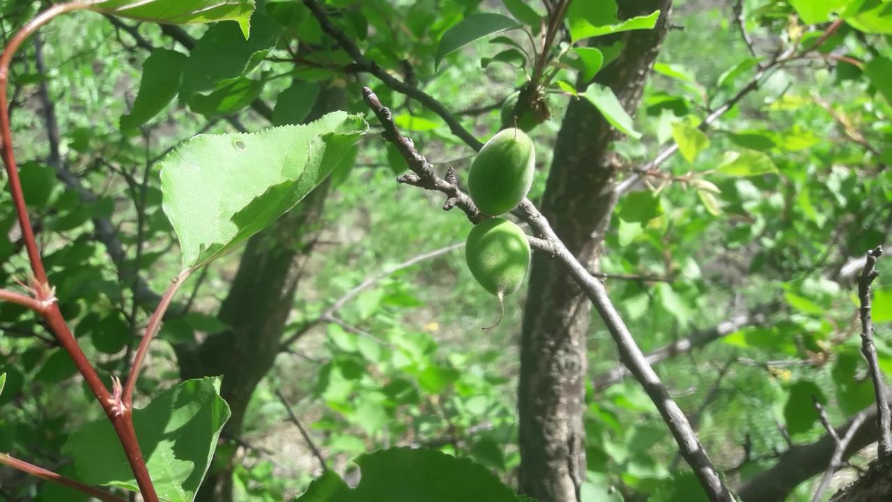 Green apricots