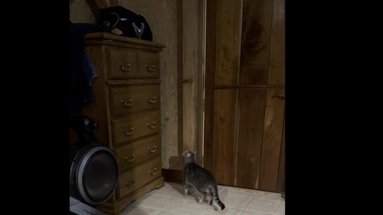 First time one of our cats jumps on a high dresser, video is in slow motion than full speed