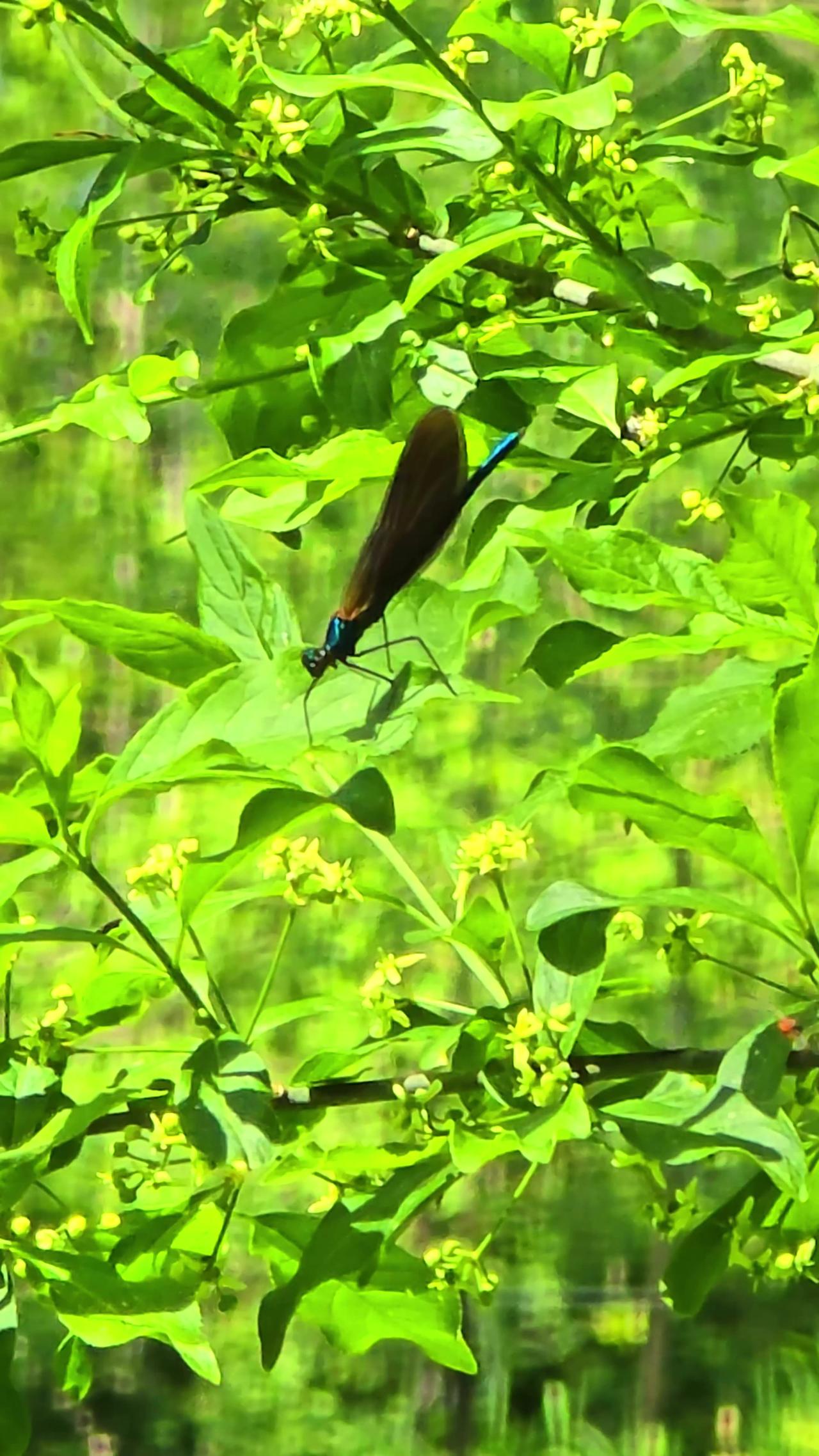 A beautiful blue dragonfly / Beautiful animal on a bush.