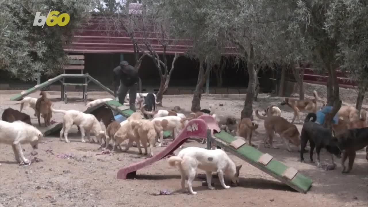 Jordan Shelter Gives Hundreds of Animals a Second Chance at Life