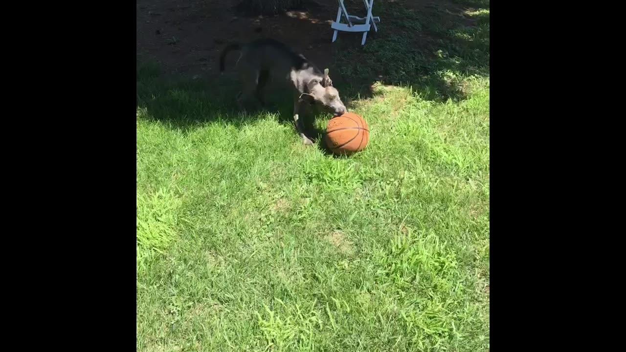 Playing fetch with basketball!