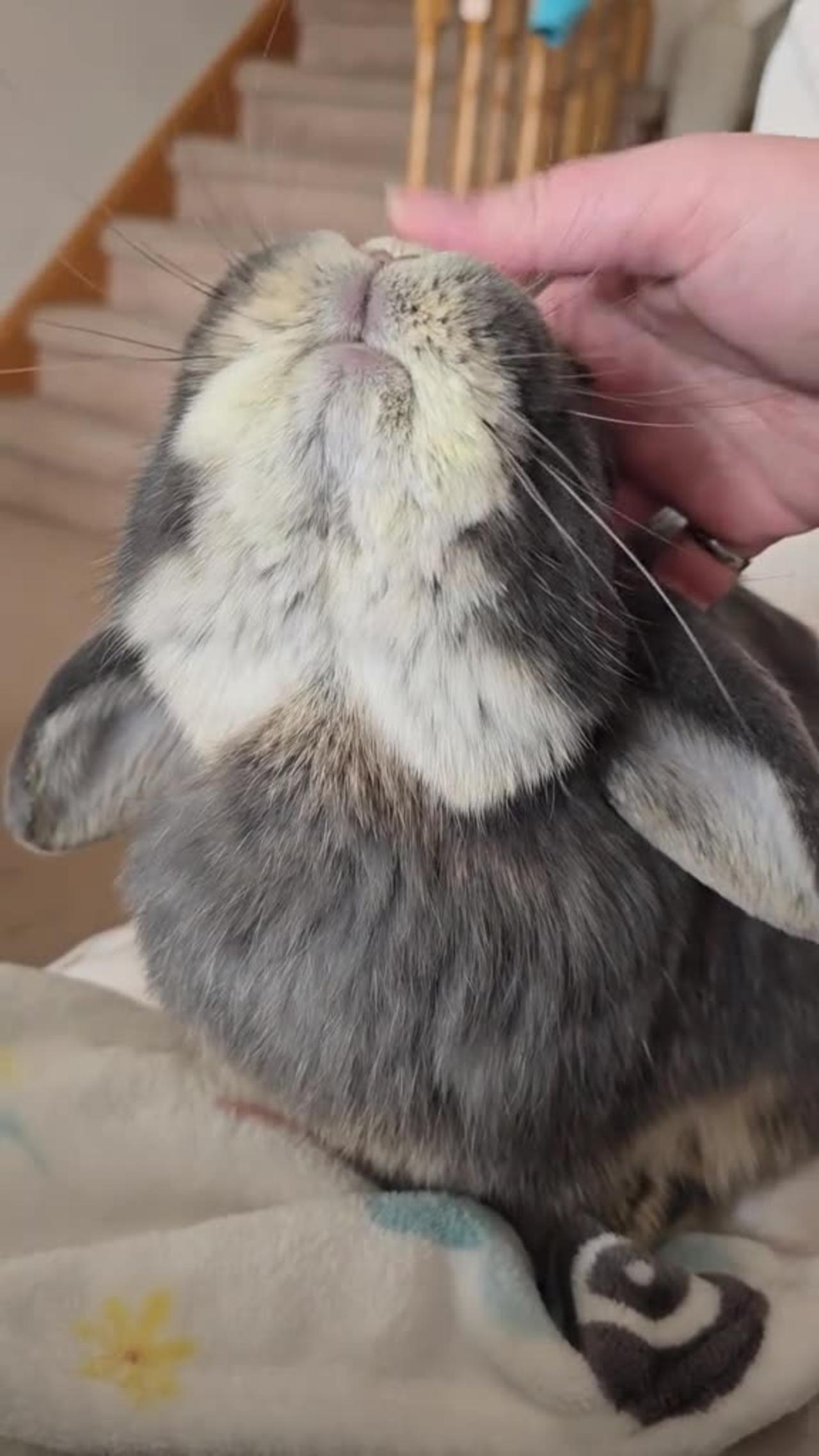 5.Nose scratches are pure bunny bliss  did you catch the mlem