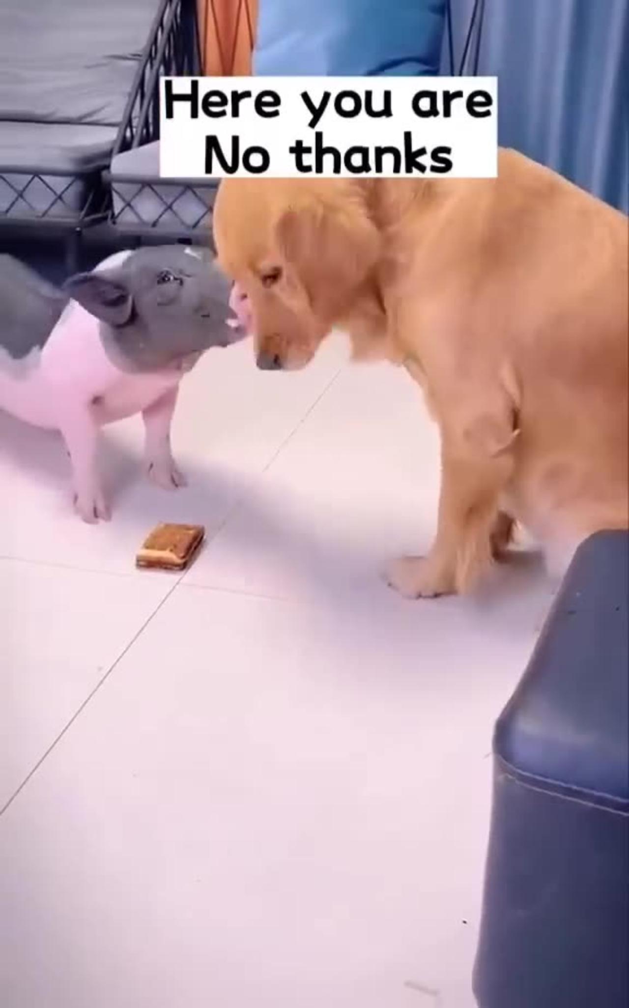 This is a very clever dog Dog and the Pig
