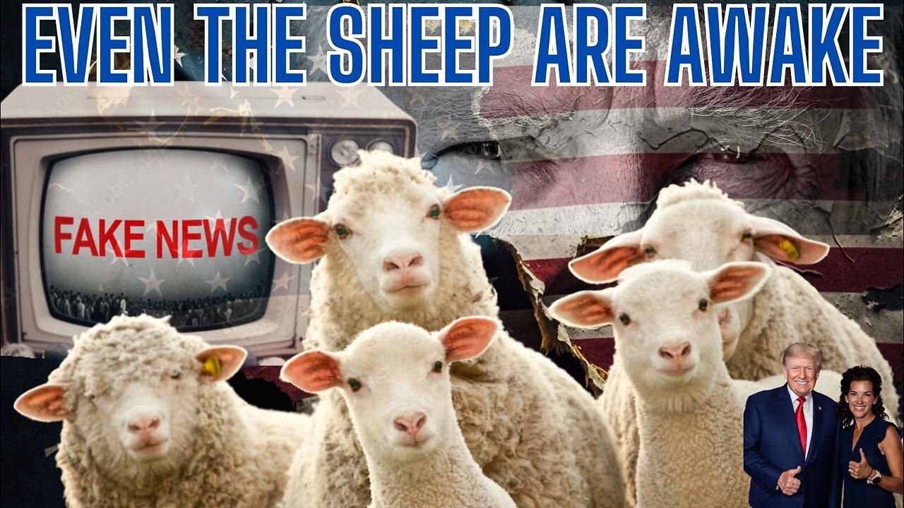 Even The Sheep Are Awake