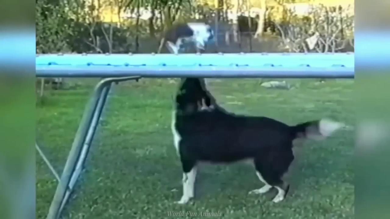 Funny ANIMALS videos😊 Funniest CATS😹 and DOGS🐶 2024