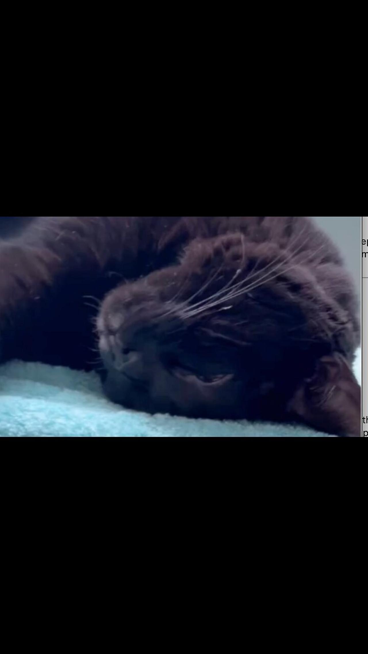 Adopting a Cat from a Shelter Vlog - Cute Precious Piper Can Sleep with Her Head Upside Down #shorts