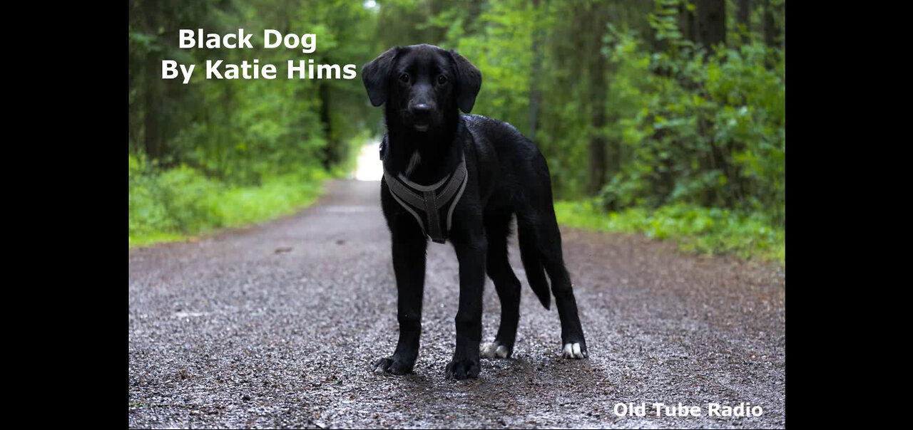 Black Dog By Katie Hims