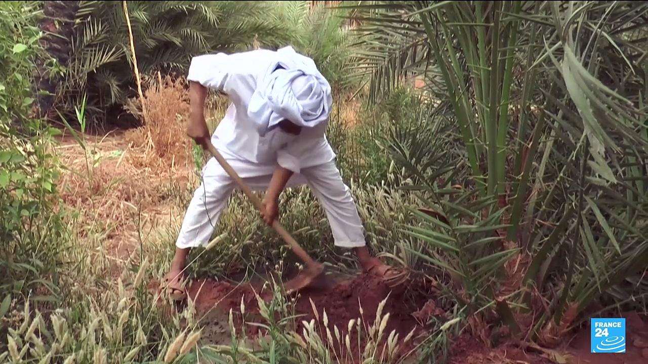 Algeria's 'foggara' irrigation system: How farmers keep oases green