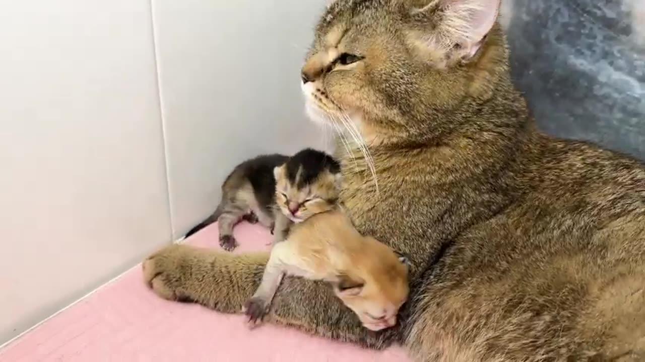 How tightly a mother cat hugs her meowing 4-day-old kittens