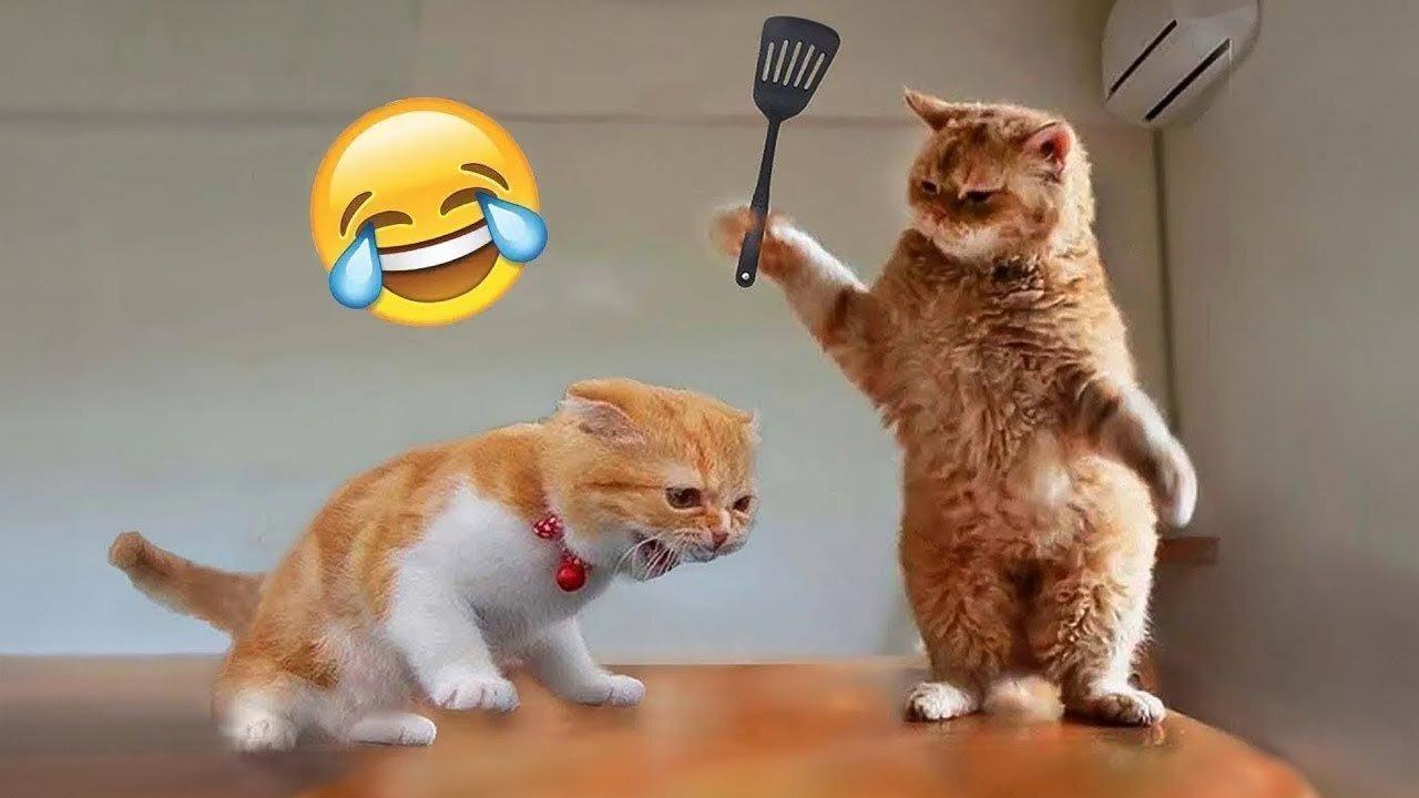 Funniest Cats and Dogs 🐶🐱 _ Funny Animal Videos #35.mp4