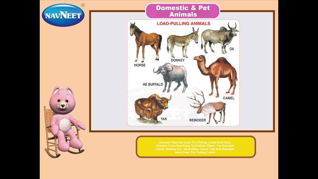 Domestic & Pet Animals - Made with Clipchamp
