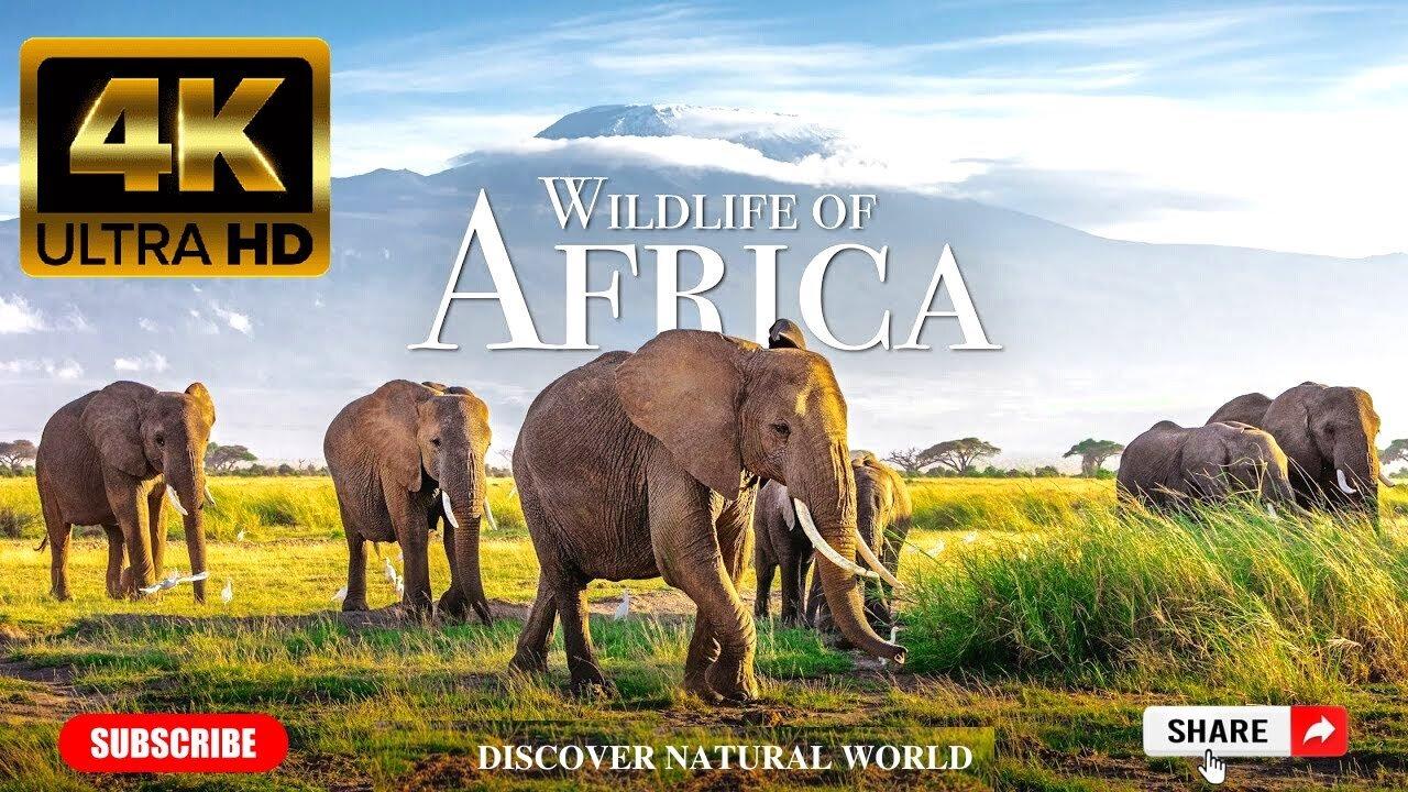 Wildlife of Africa in 4k - Relaxation with African music - Wild Animals of Africa -