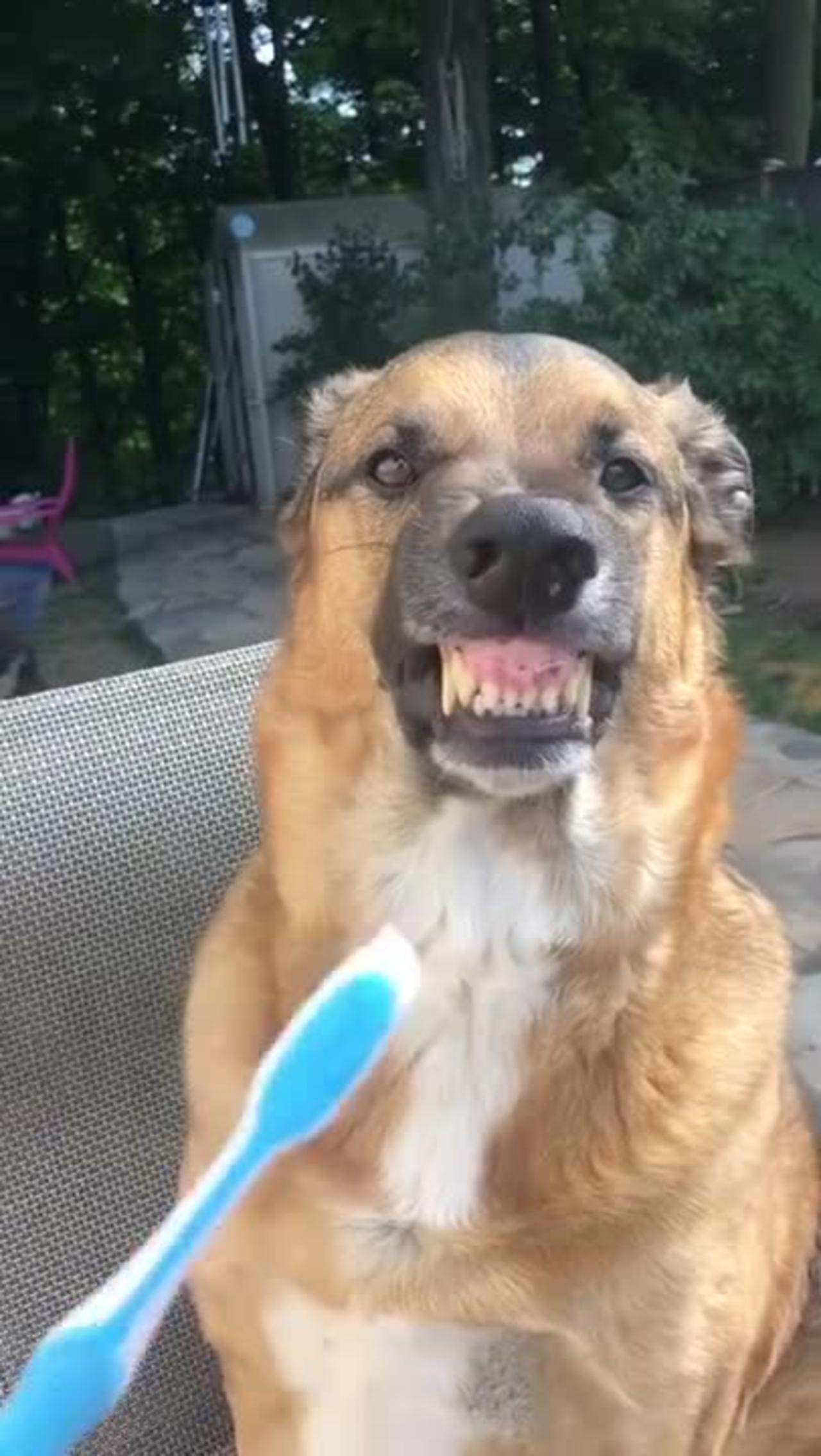 This dog need brush her Dirty teeth😁