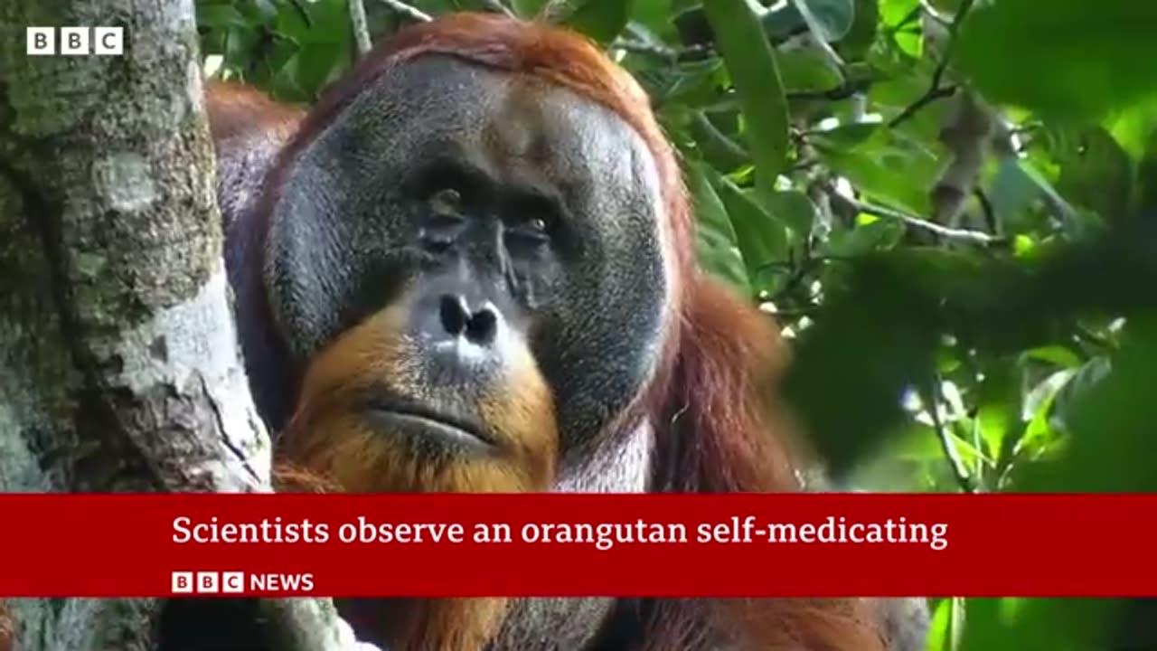 Wounded wild orangutan seen using plant as medicine BBC News