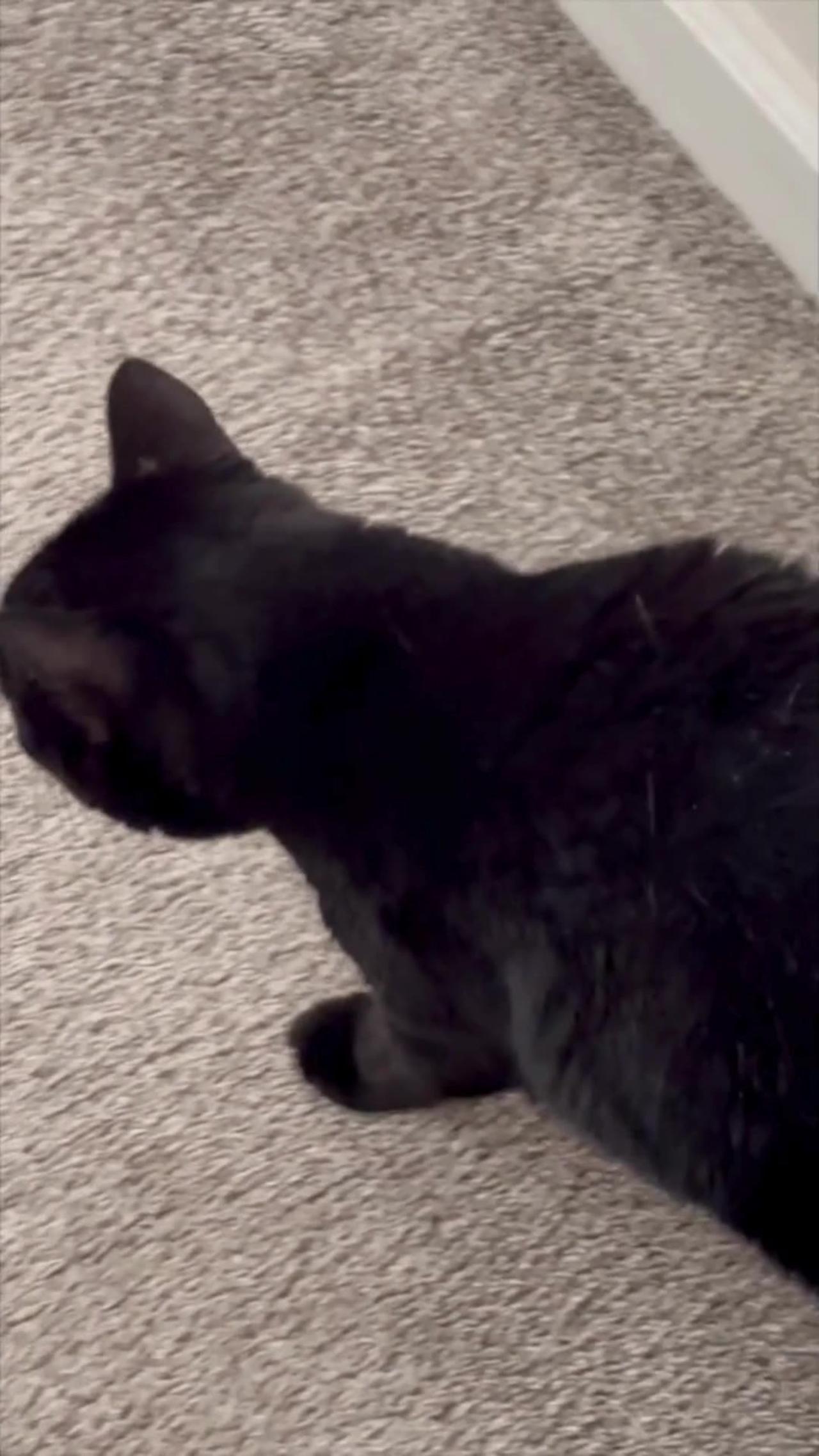 Adopting a Cat from a Shelter Vlog - Cute Precious Piper is a Patrolling Security Guard #shorts