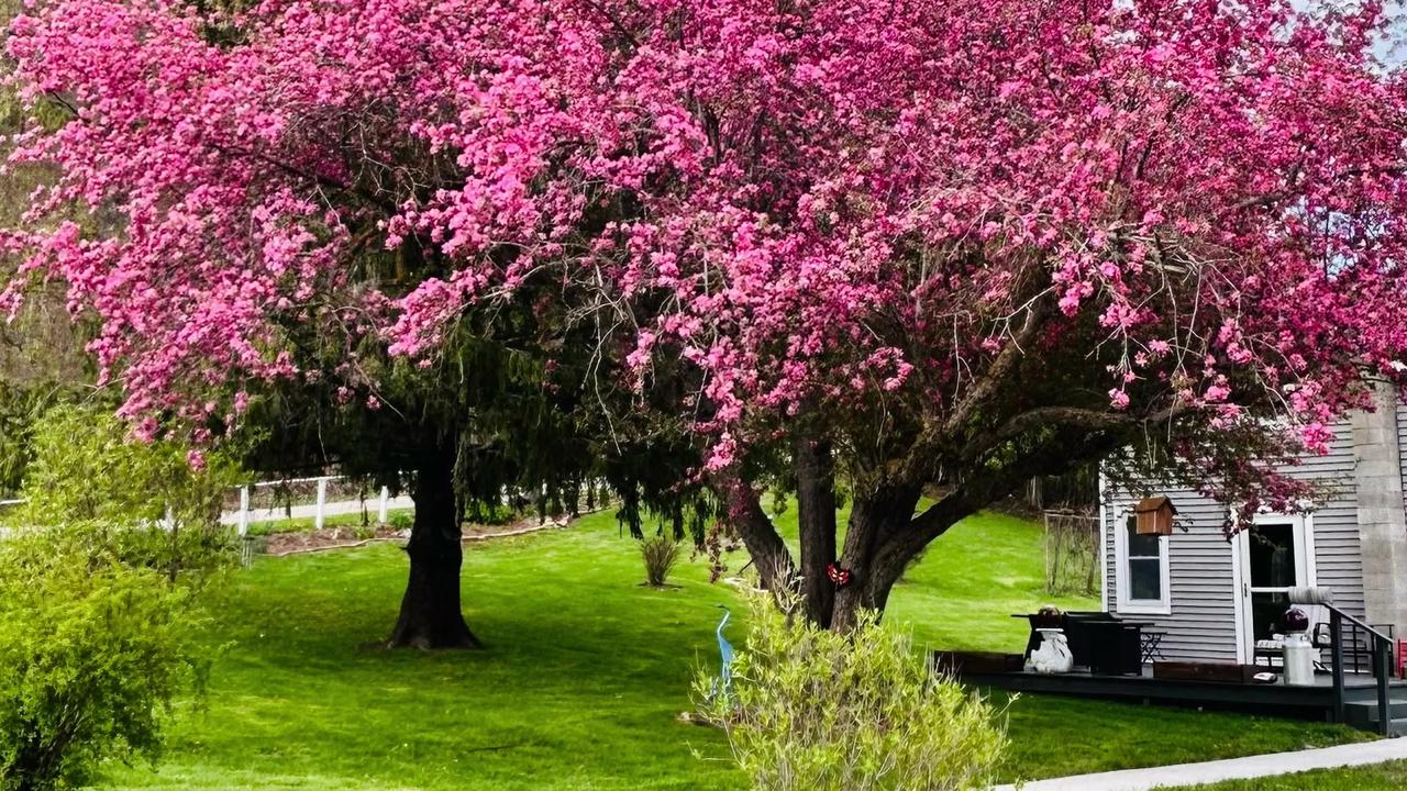 Pink blossoms season