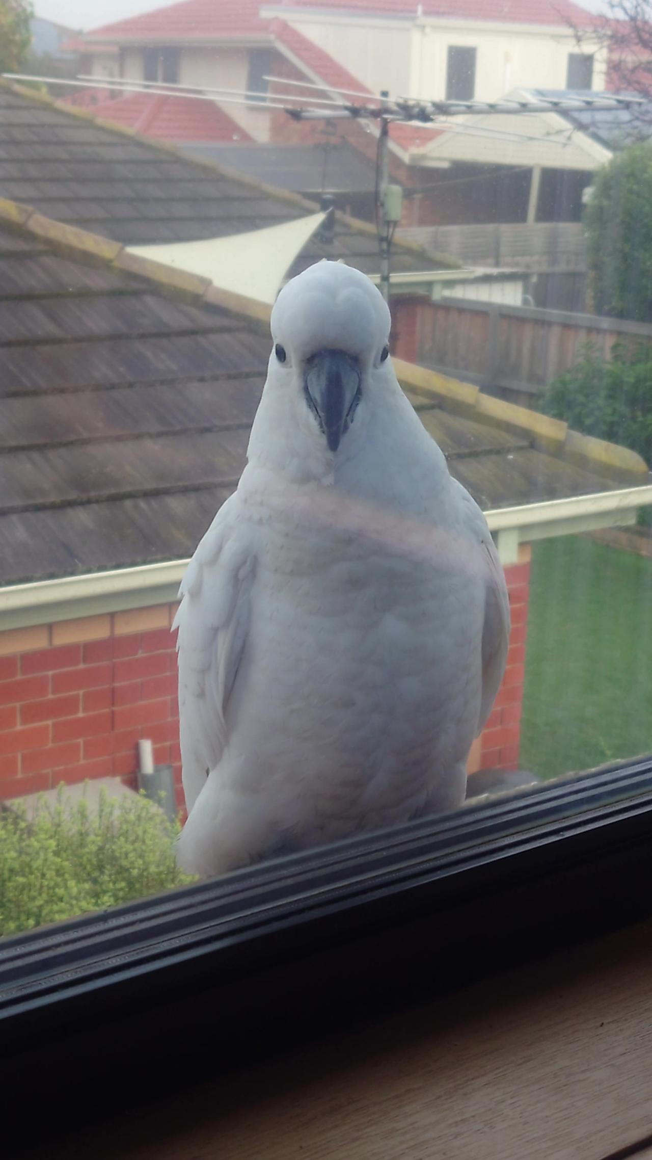 Cockatoo at my window