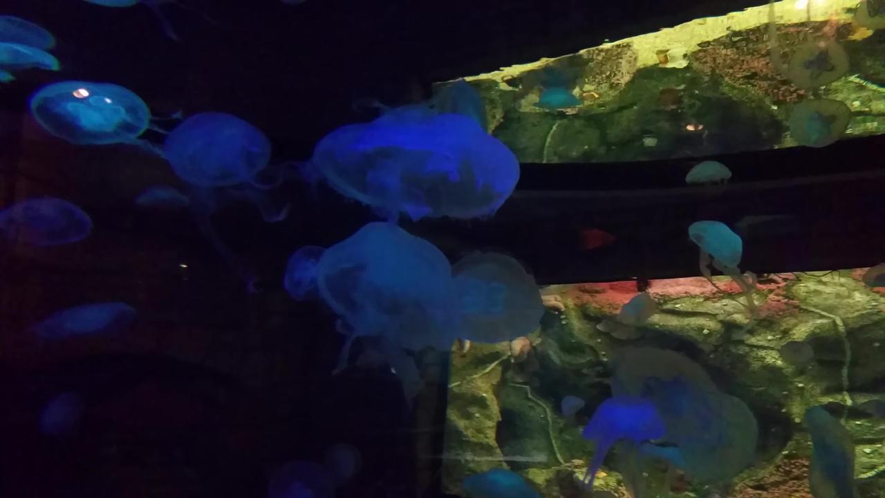 Jellyfish At Shark Reef Aquarium At Mandalay Bay In Las Vegas - In 4k