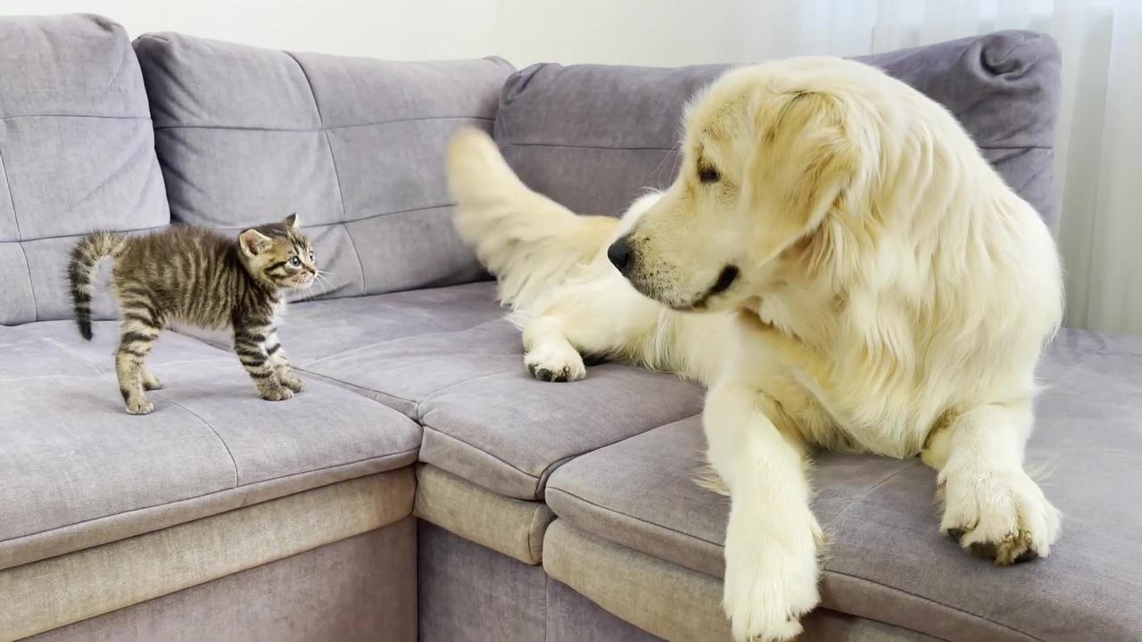 Golden Retriever Meets New Tiny Kitten For The First Time