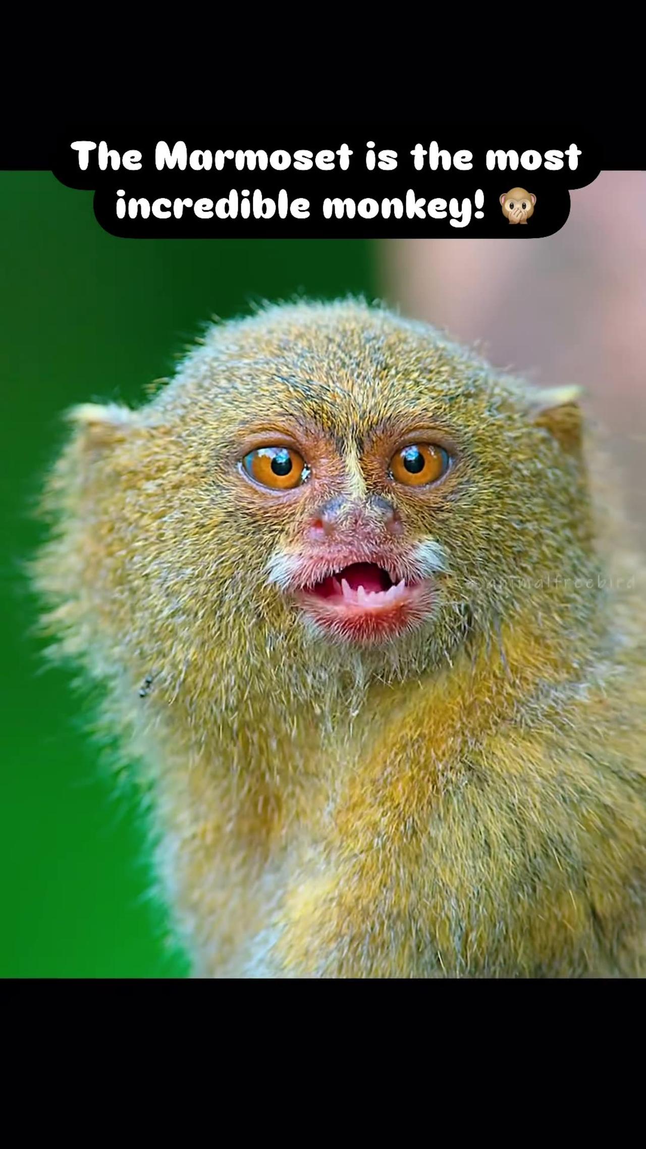 How Cute is this Beautiful Monkey 🙉 🥰  Animal Quiz is Live in our Story 📸