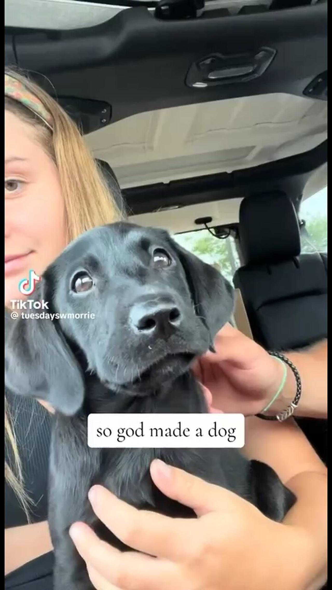 GOD made Dogs. Man’s best friend