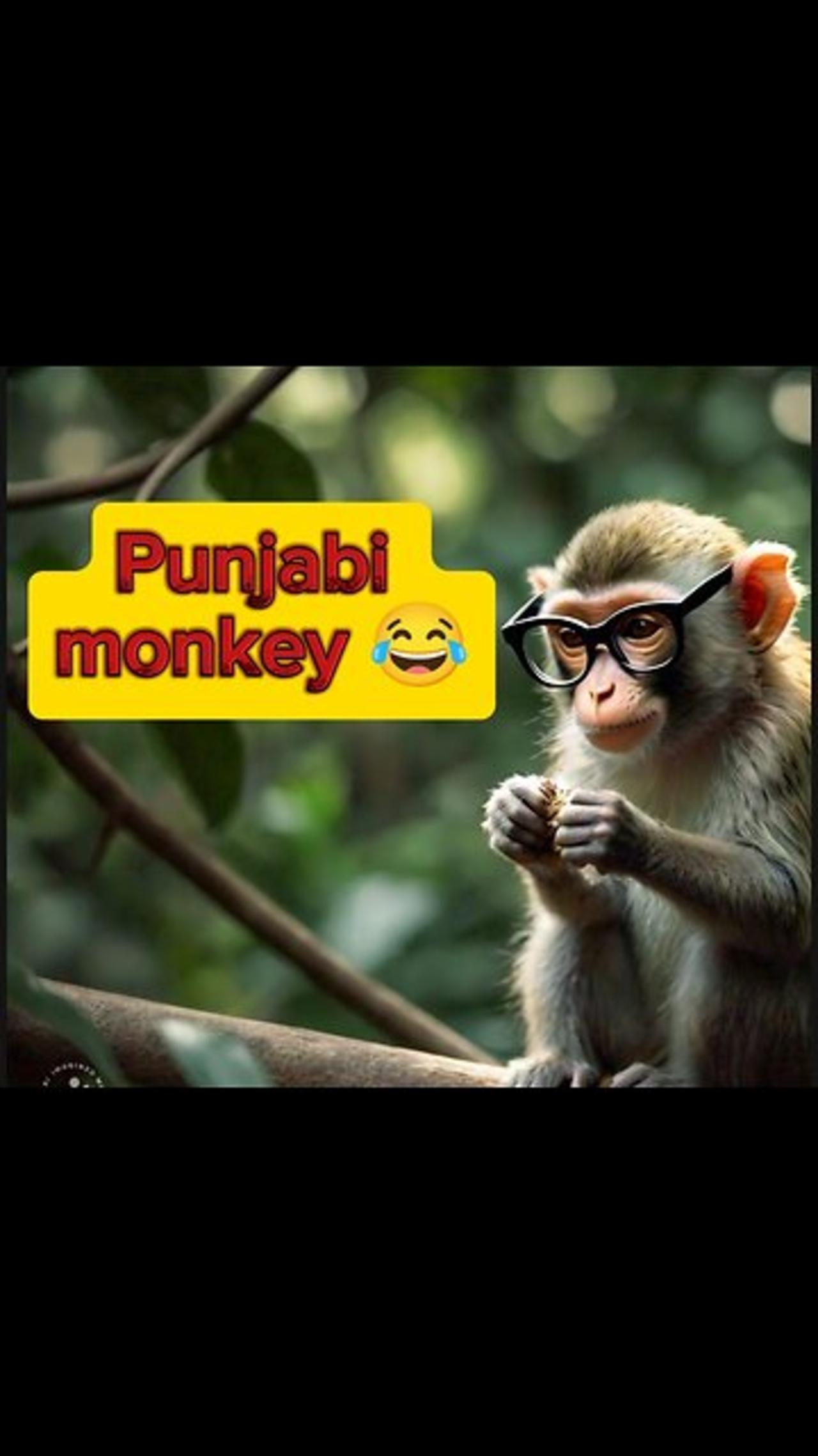 Punjabi monkey funny videos 😂😂