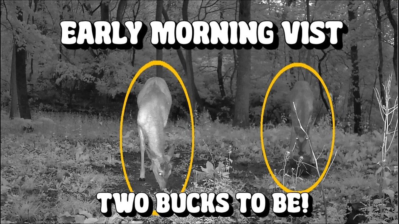 Early Morning visit from two Bucks!