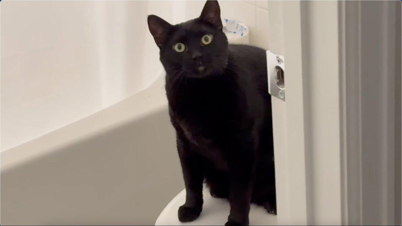 Adopting a Cat from a Shelter Vlog - Cute Precious Piper Gets Ready to Go to Work