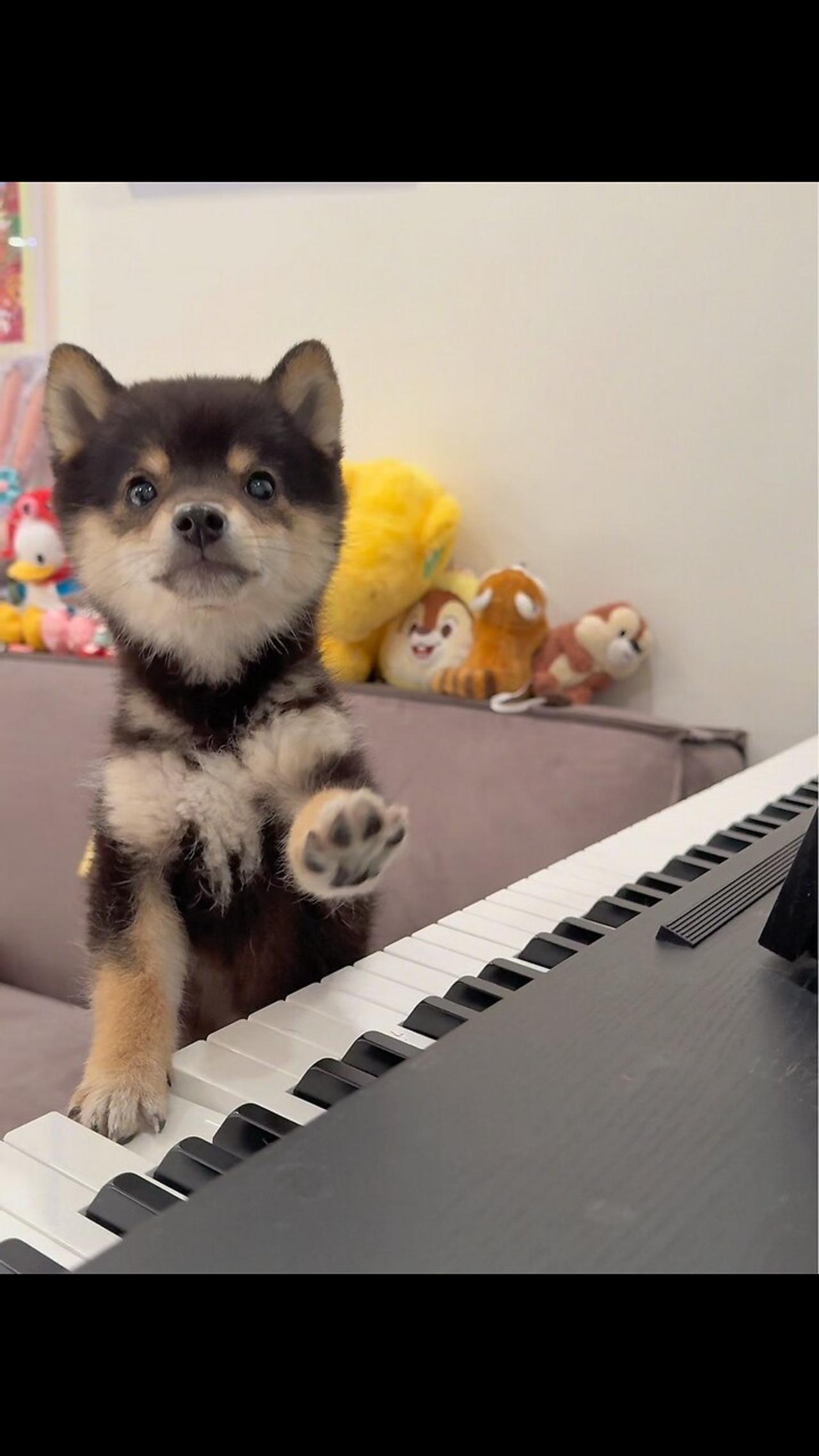 Turns out, little dogs can really play the piano.