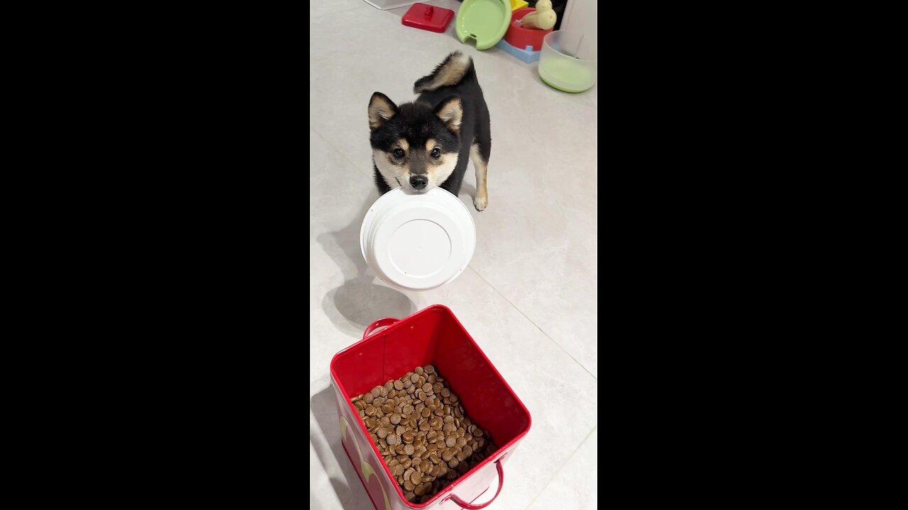 Shiba Inu Cute Pet Debut Plan