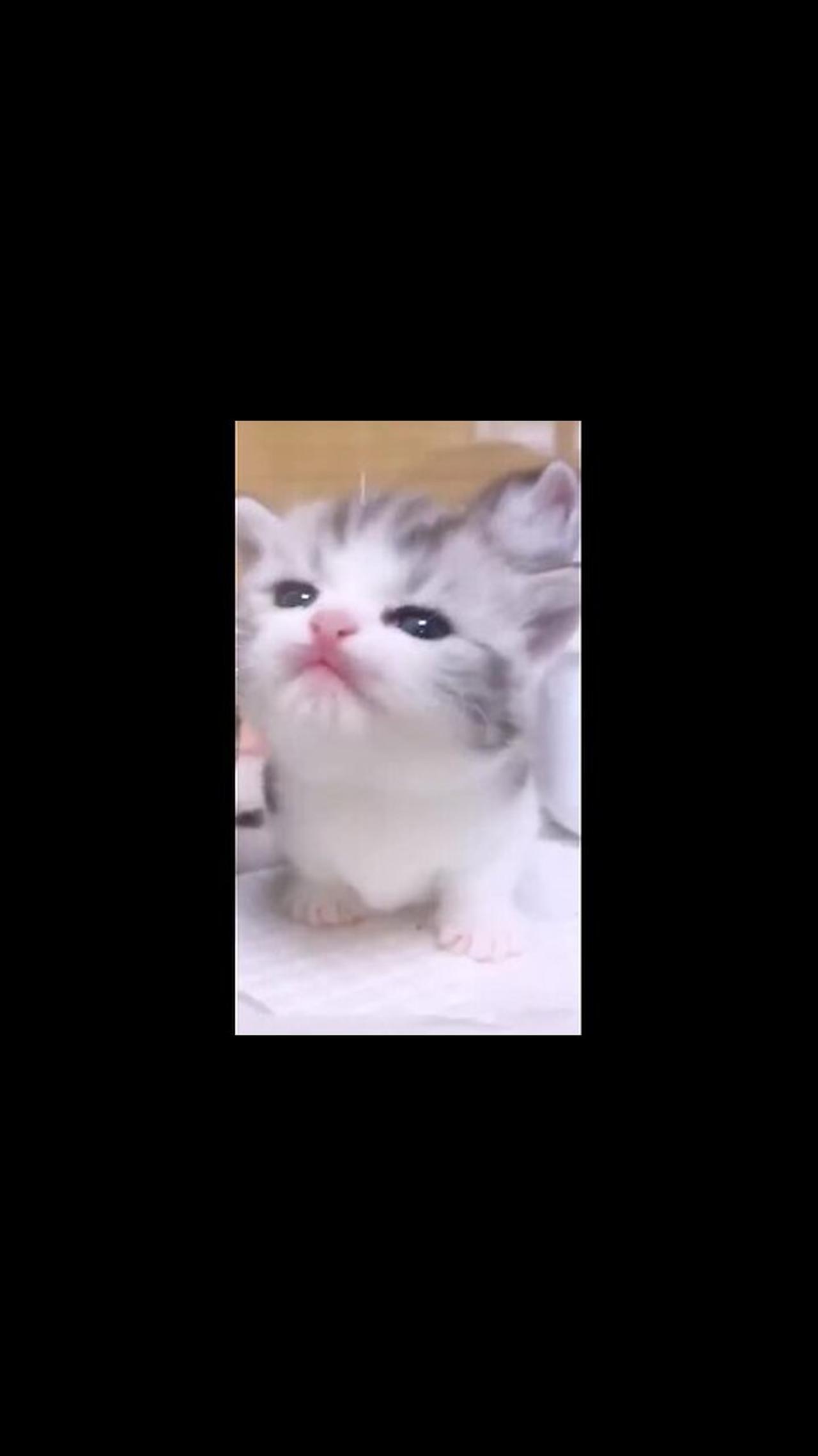 Cat videos cute cats kittens 😻🐾 Part No 3