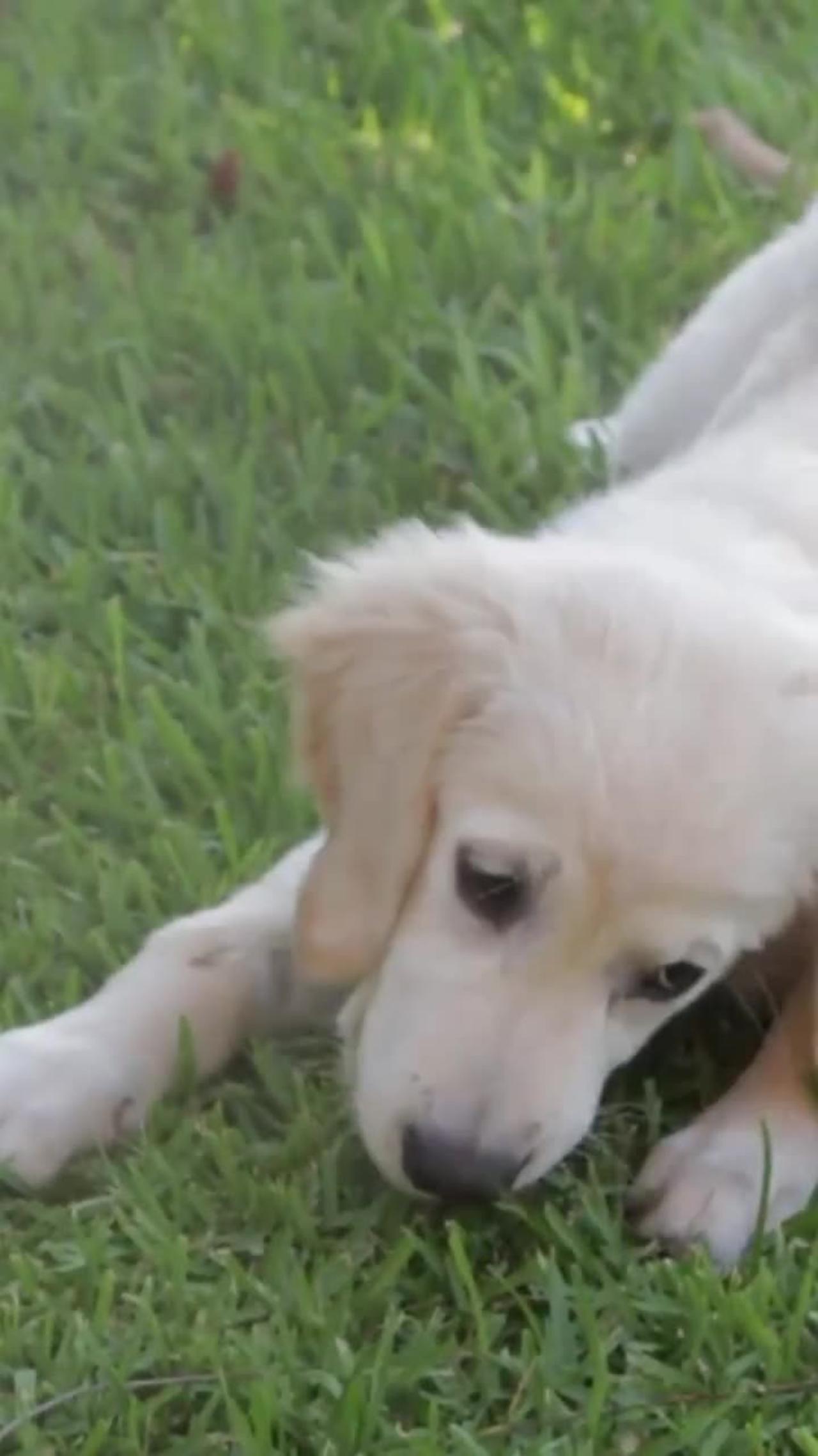 cute dog video viral