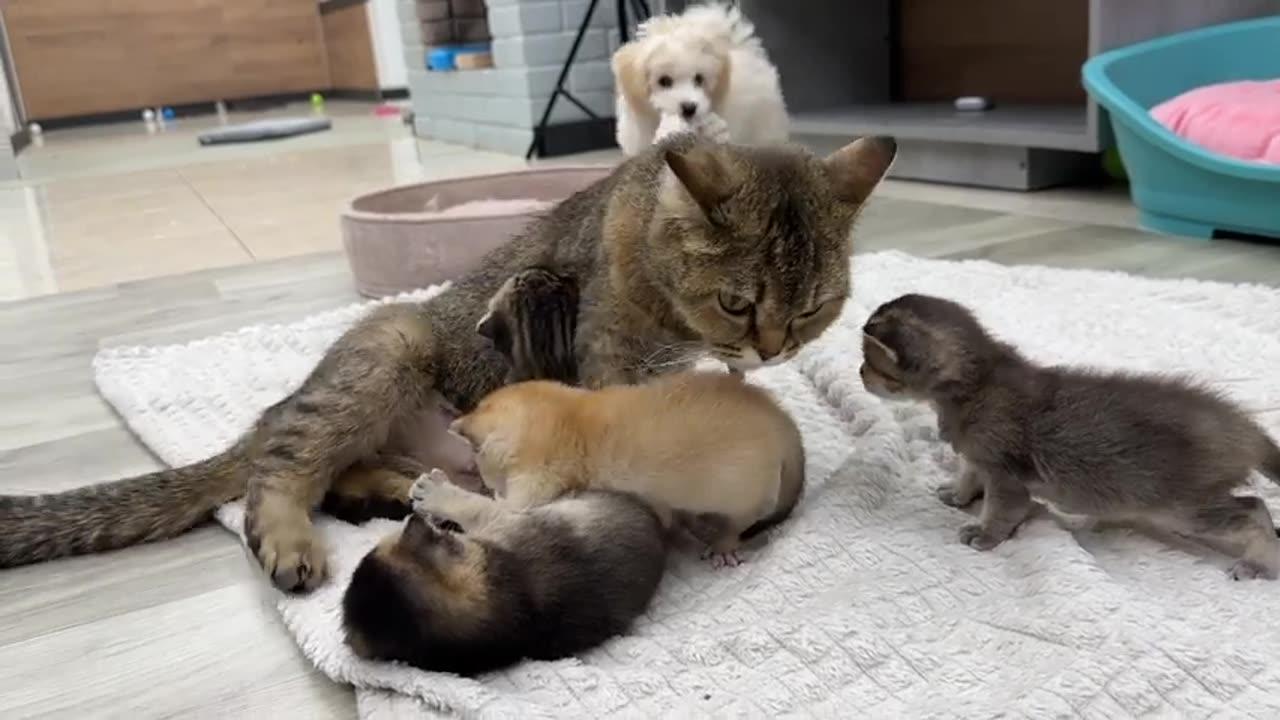 Puppy Moon wants to carry mother cat and baby kittens to another place / cute and funny