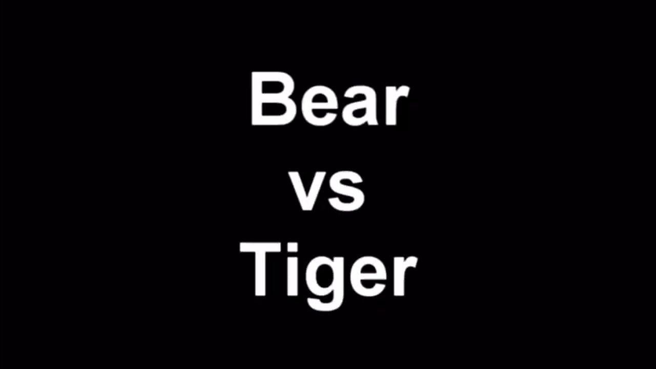 bear 🆚  tiger 🐅 fight please like share comment and subscribe this channel