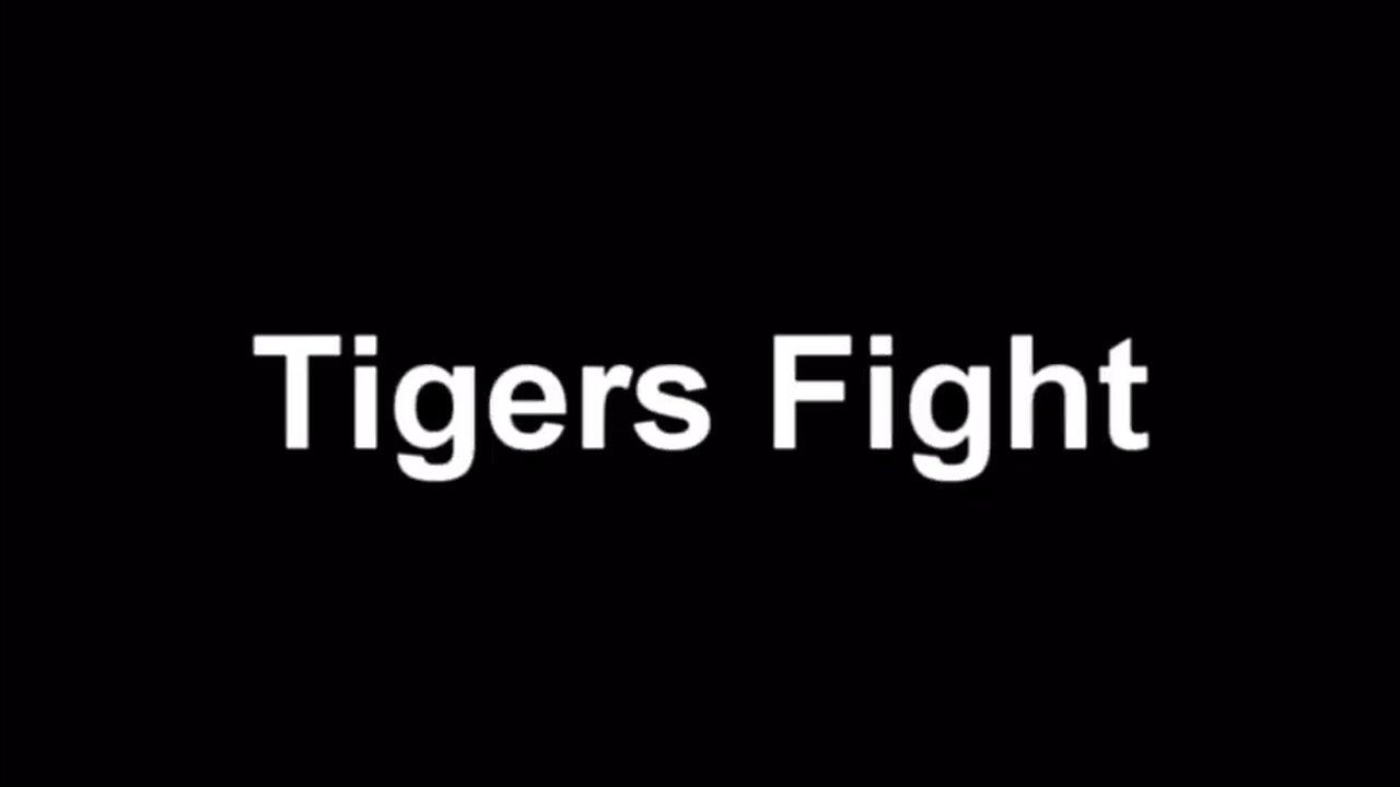 tiger fights please like share and subscribe this channel