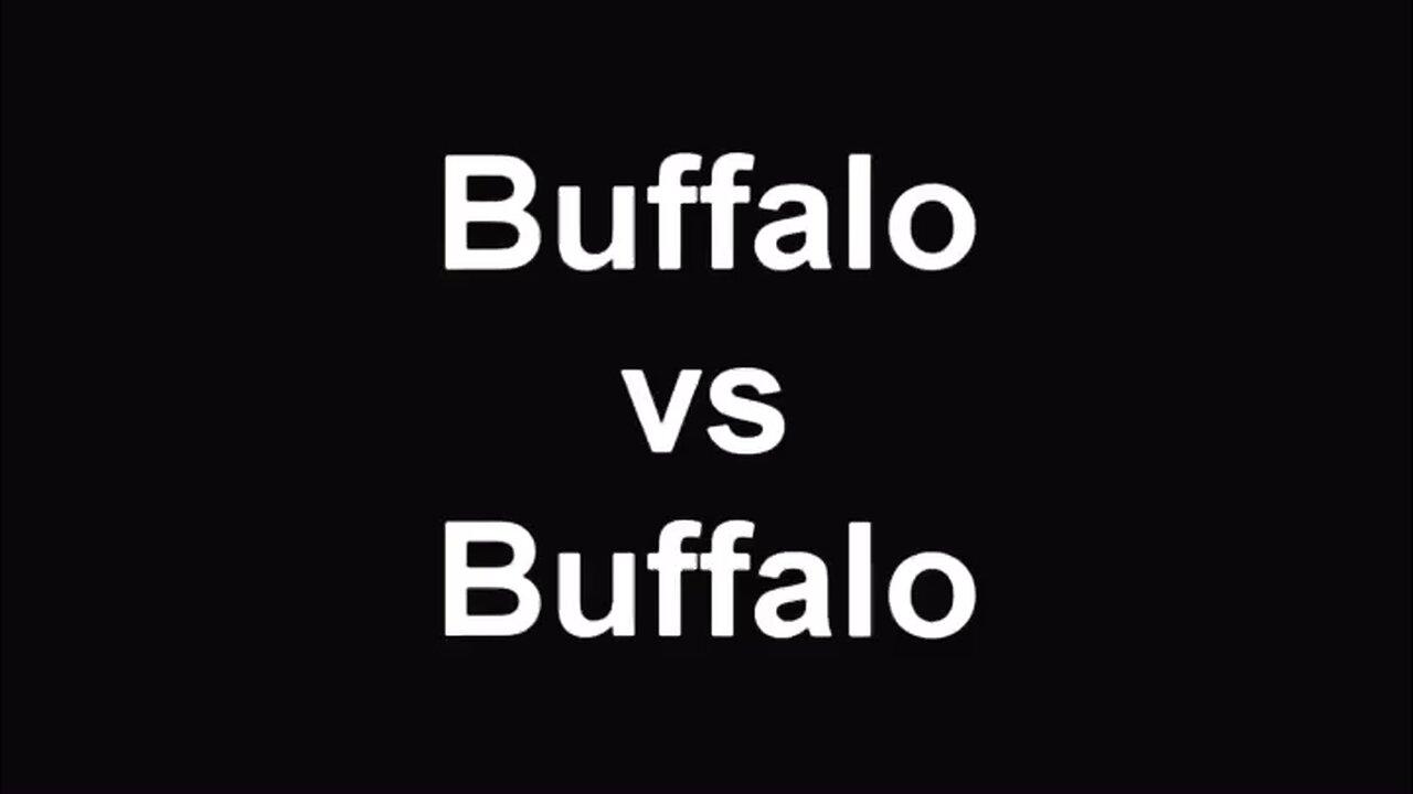 buffalo vs buffalo