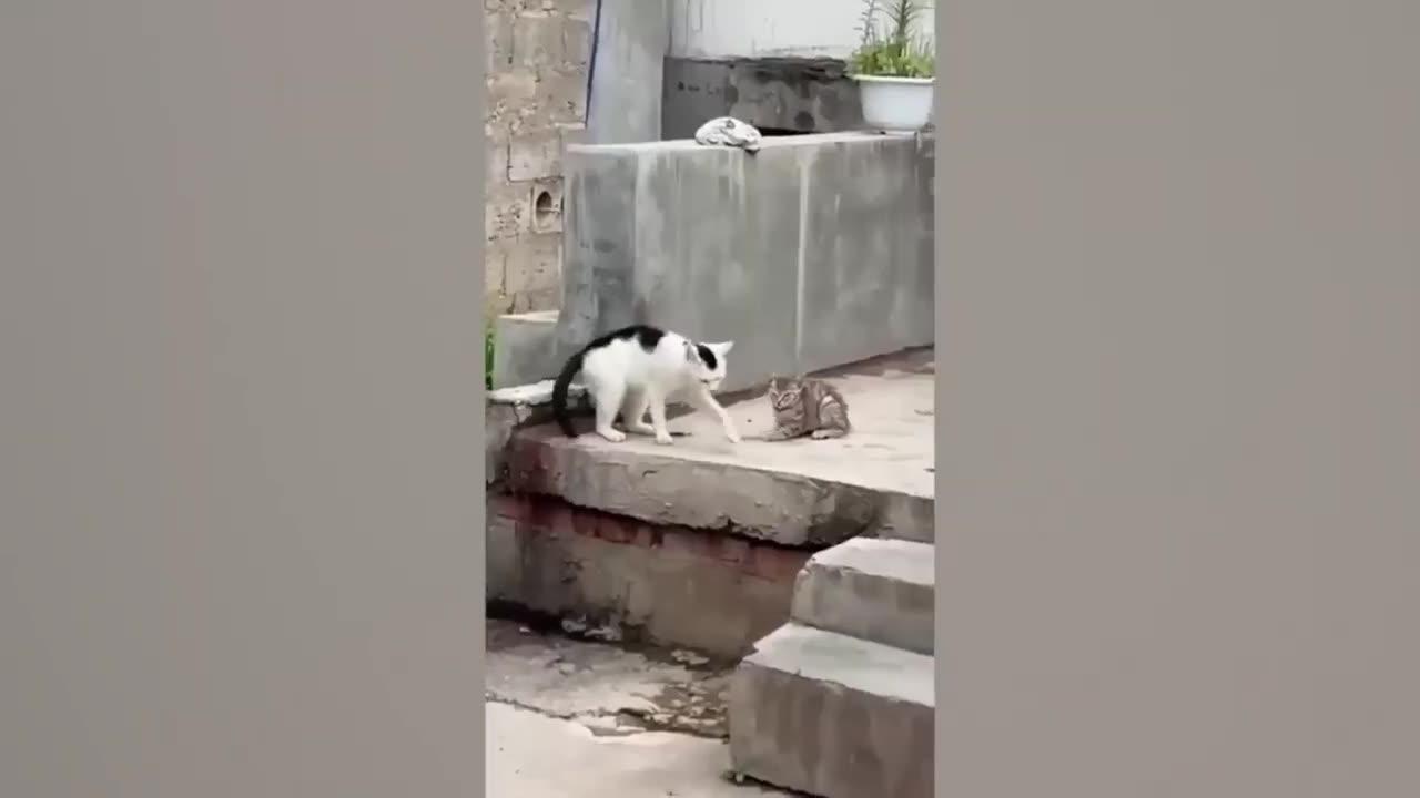 Funny animals video