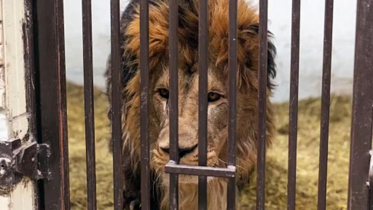 Animal Welfare Orgs Are Trying to Help These Lions Escape Ukraine