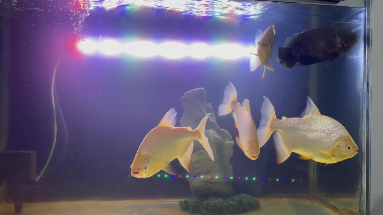 Pacu fish oscar fish aquarium